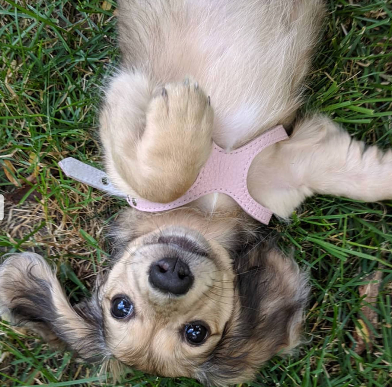 Buddy Belts Harness - Permanent pink