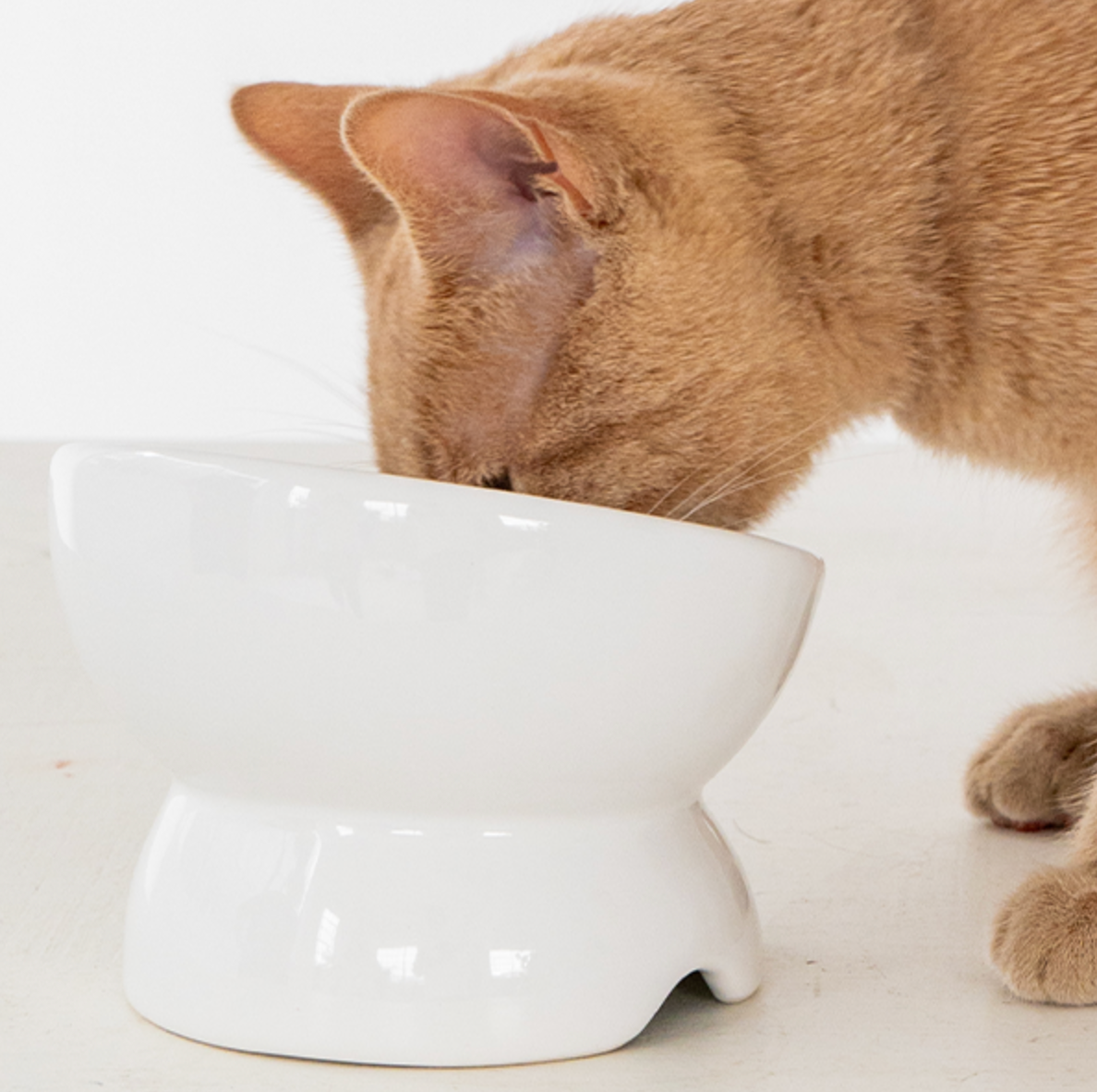 Dexypaws Cat Elevated Ceramic Bowl White