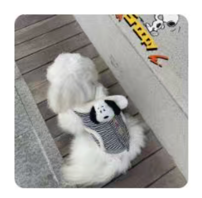 "I love peanuts" pet top