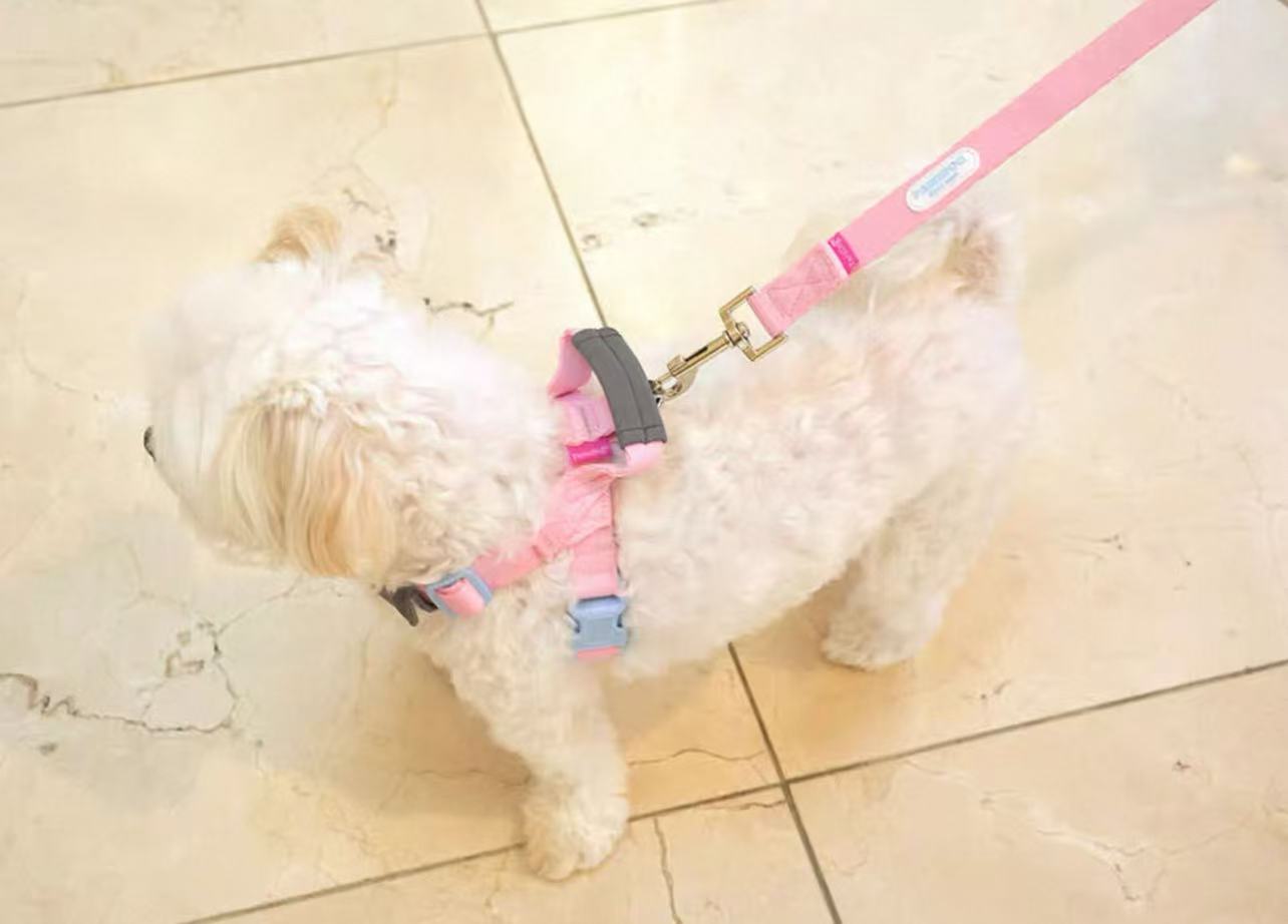 ParisDog color webbing leash