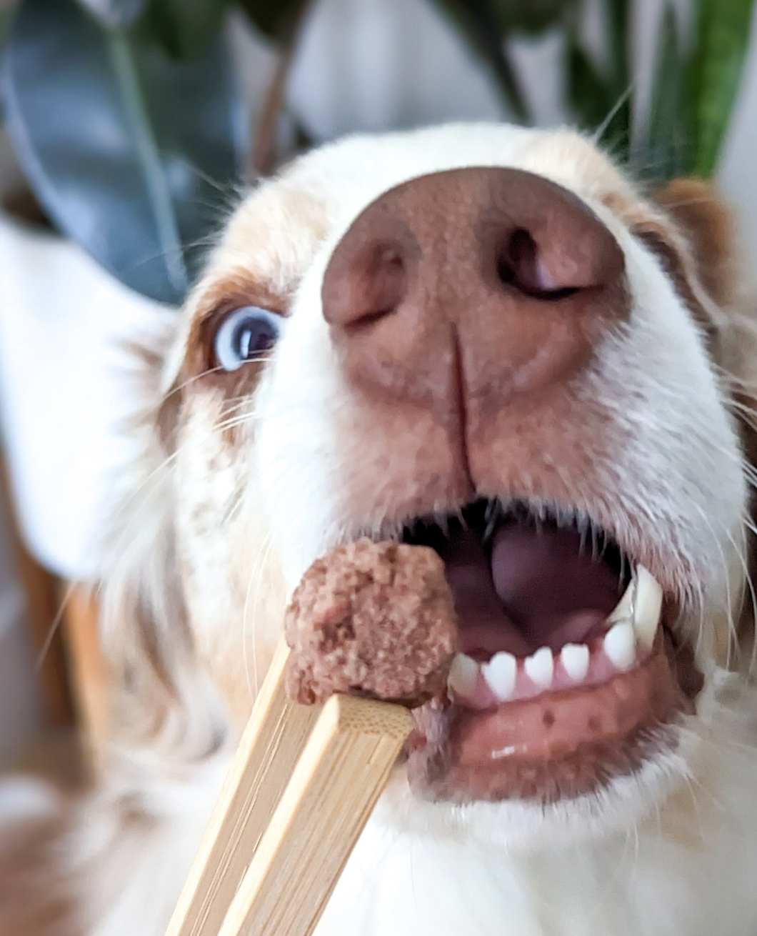 MIMI AND SOSO FREEZE DRIED MINI ELK MEATBALLS