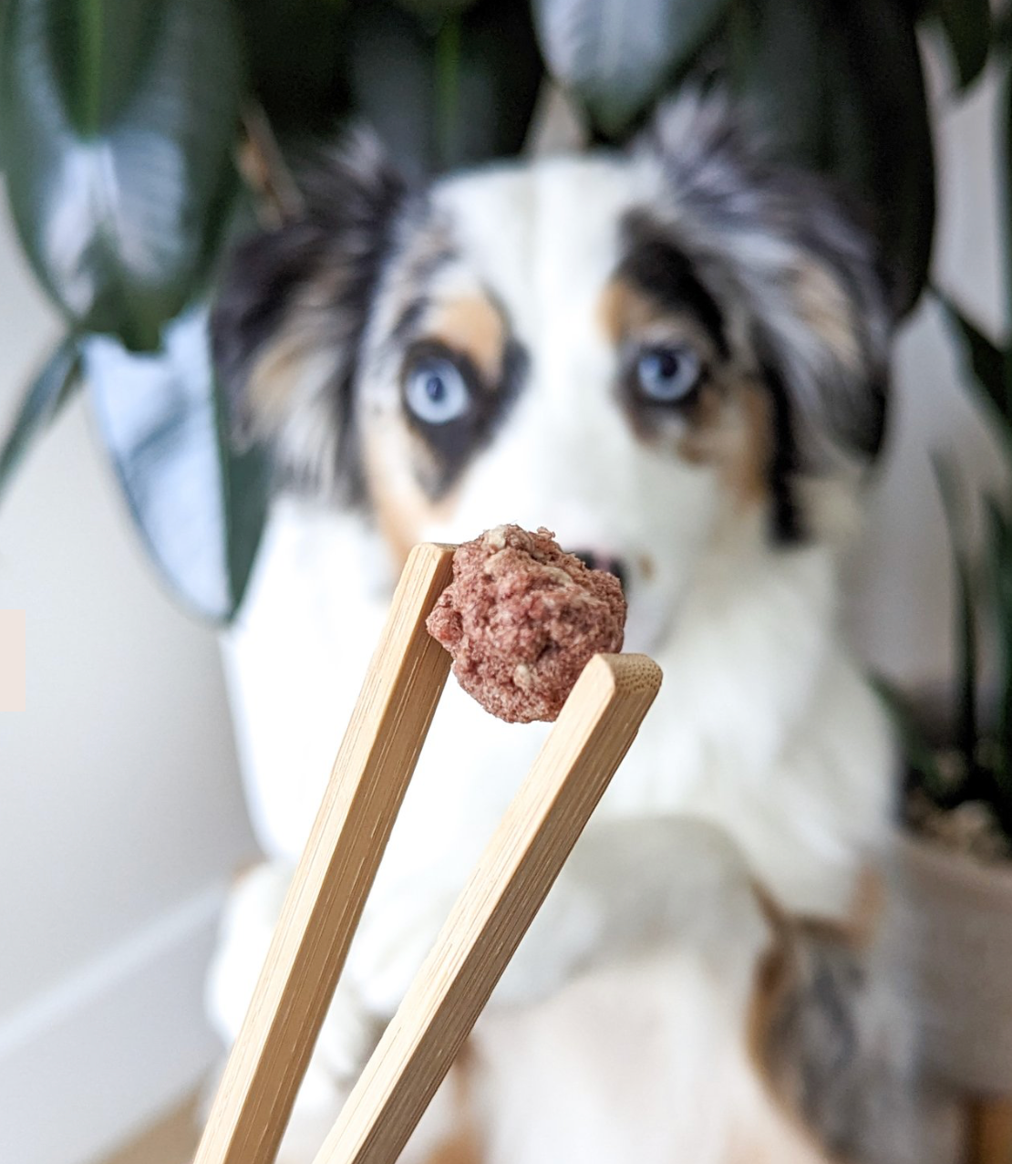 MIMI AND SOSO FREEZE DRIED MINI ELK MEATBALLS