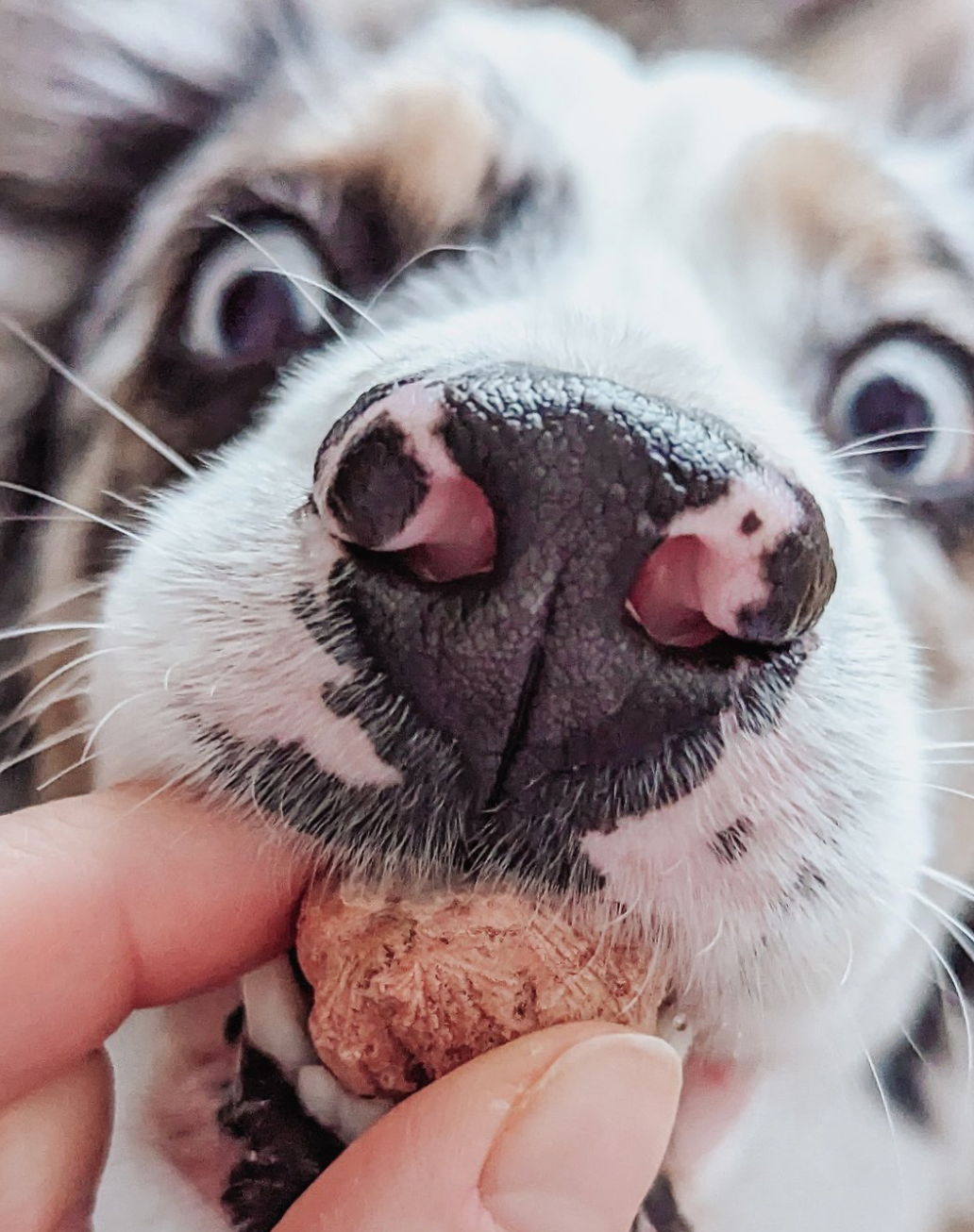 MIMI AND SOSO FREEZE DRIED MINI RABBIT MEATBALLS