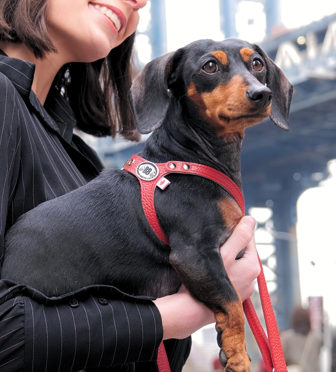 Buddy Belts Harness – Permanent red