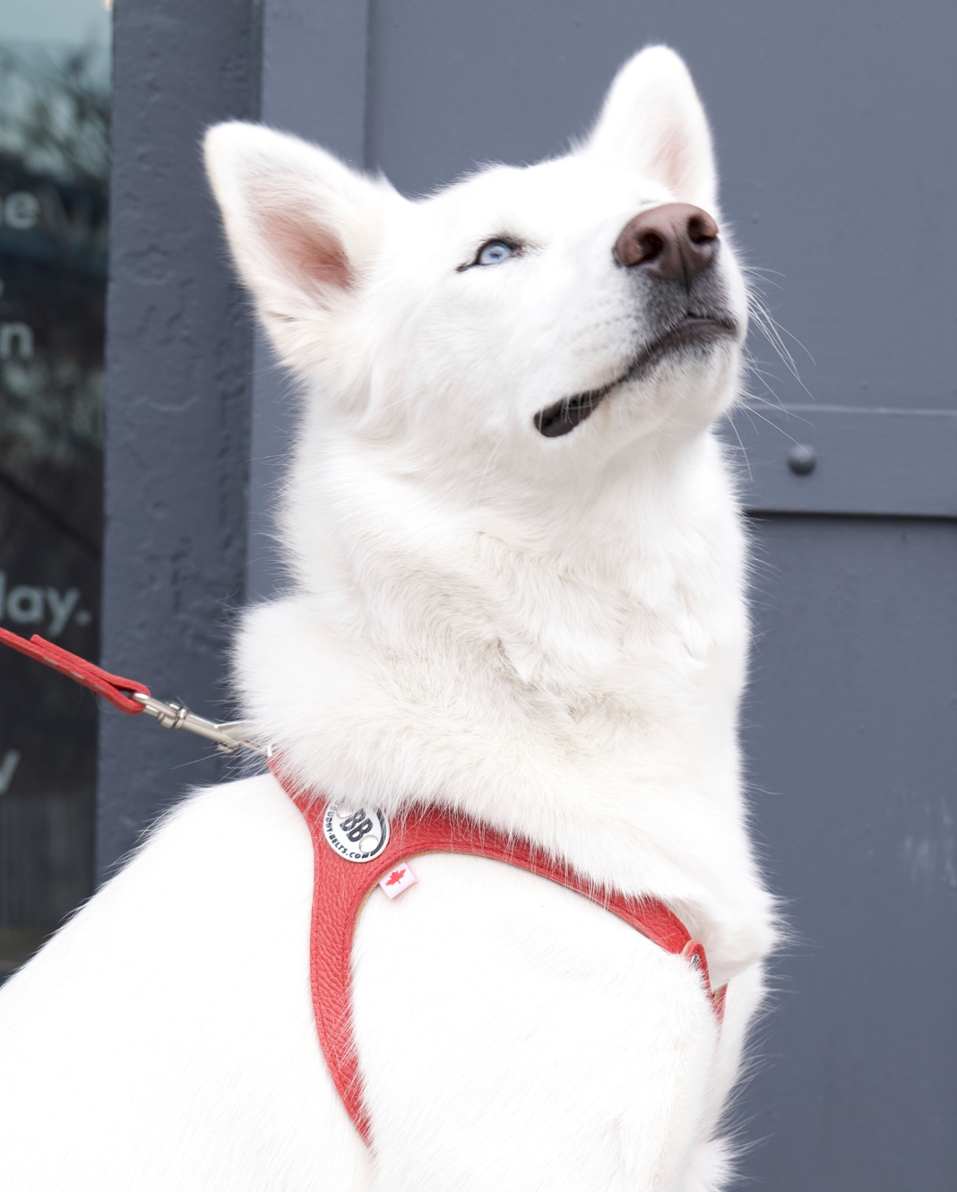 Buddy Belts Harness – Permanent red