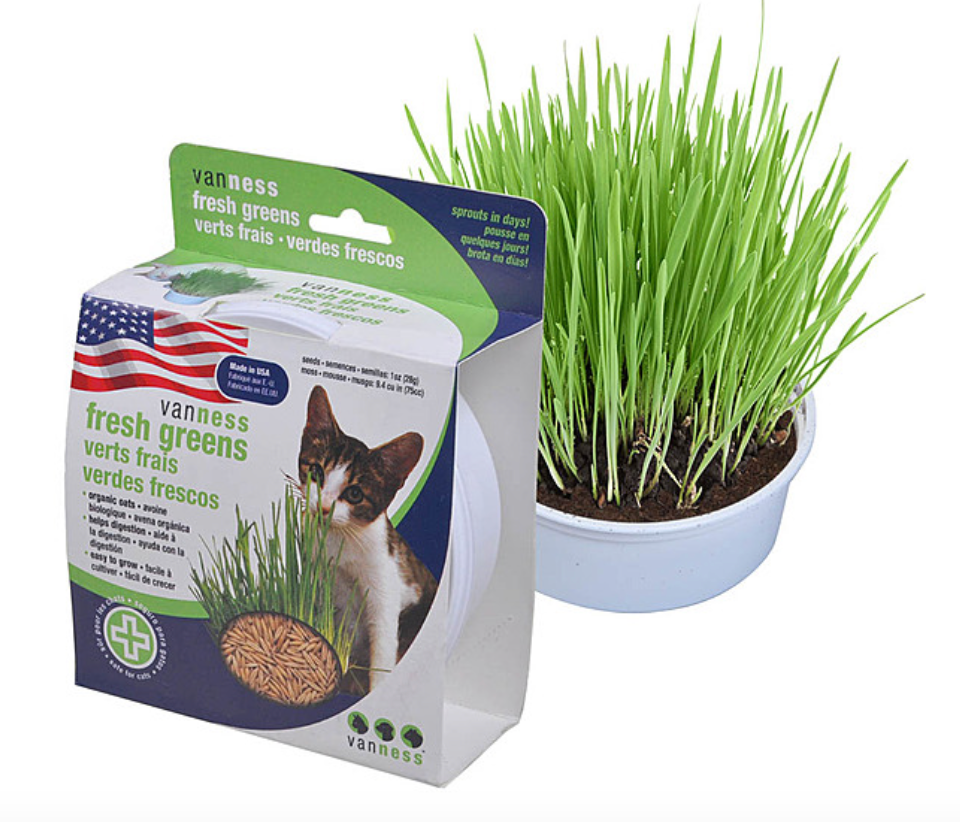 Oat Garden Grass Kit | Cat