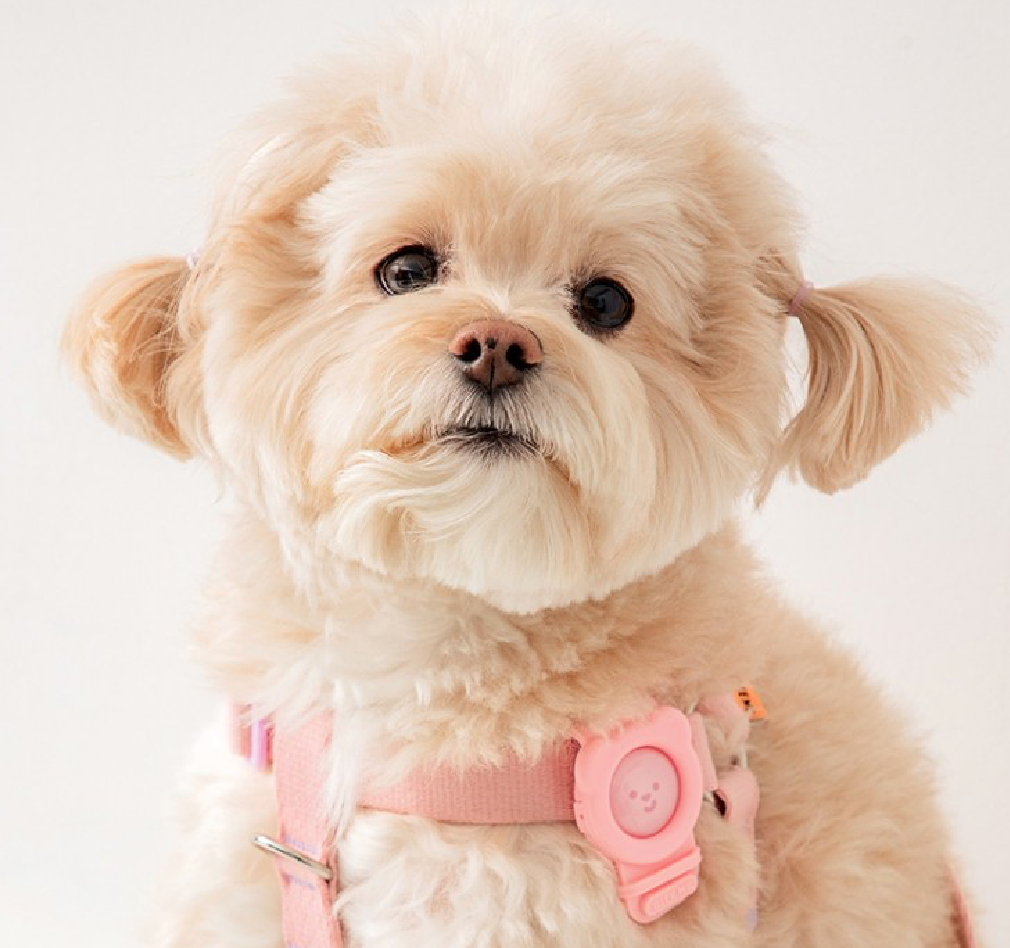 Biteme Hate Me Band Mosquito Repellent Clip (4colors)