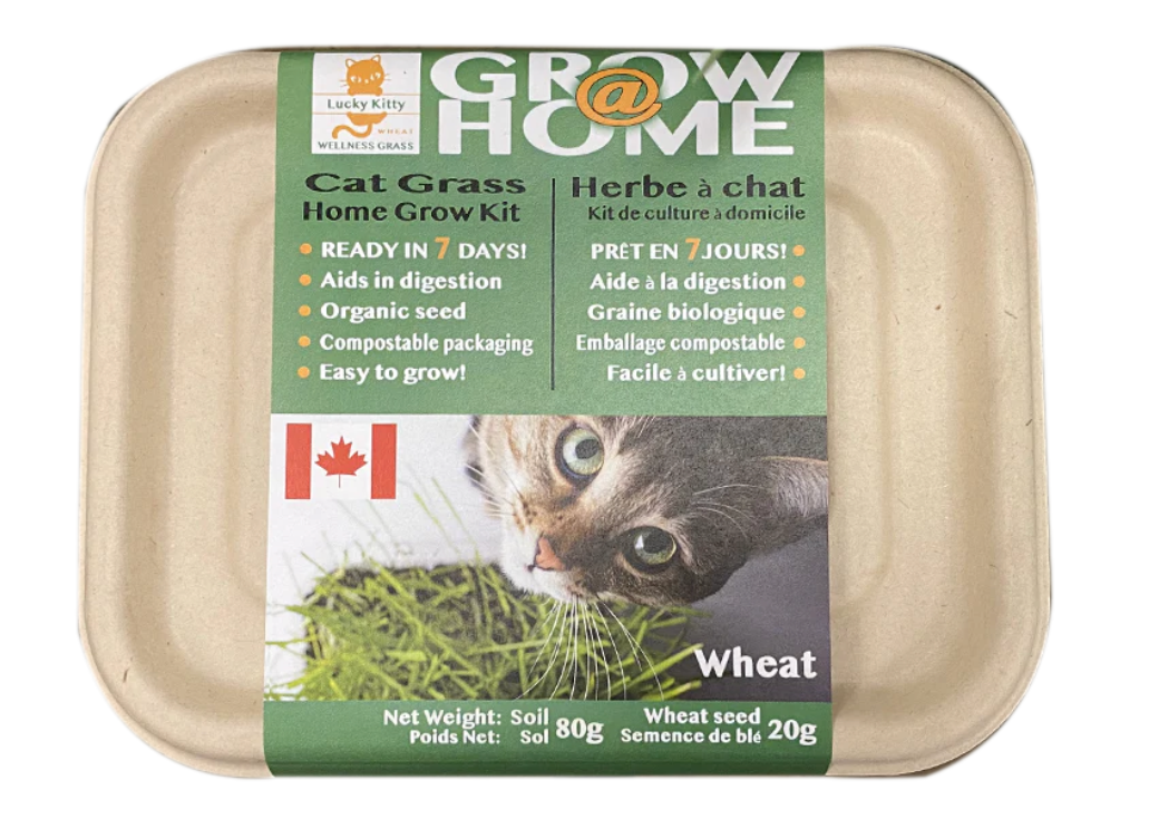 Lucky Kitty - Grow at Home Cat Grass (Case of 6)