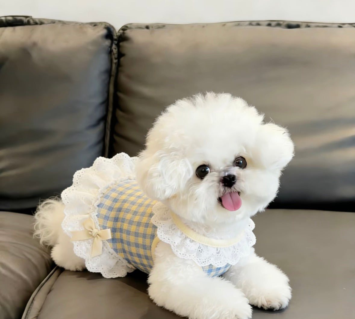 mp  pet clothes