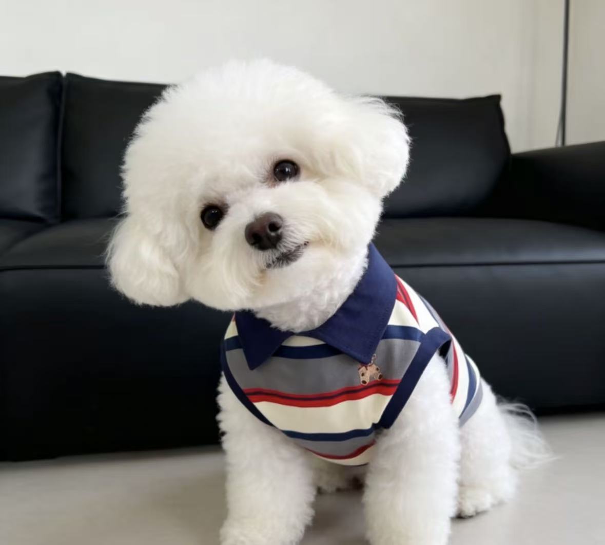 mp  pet clothes