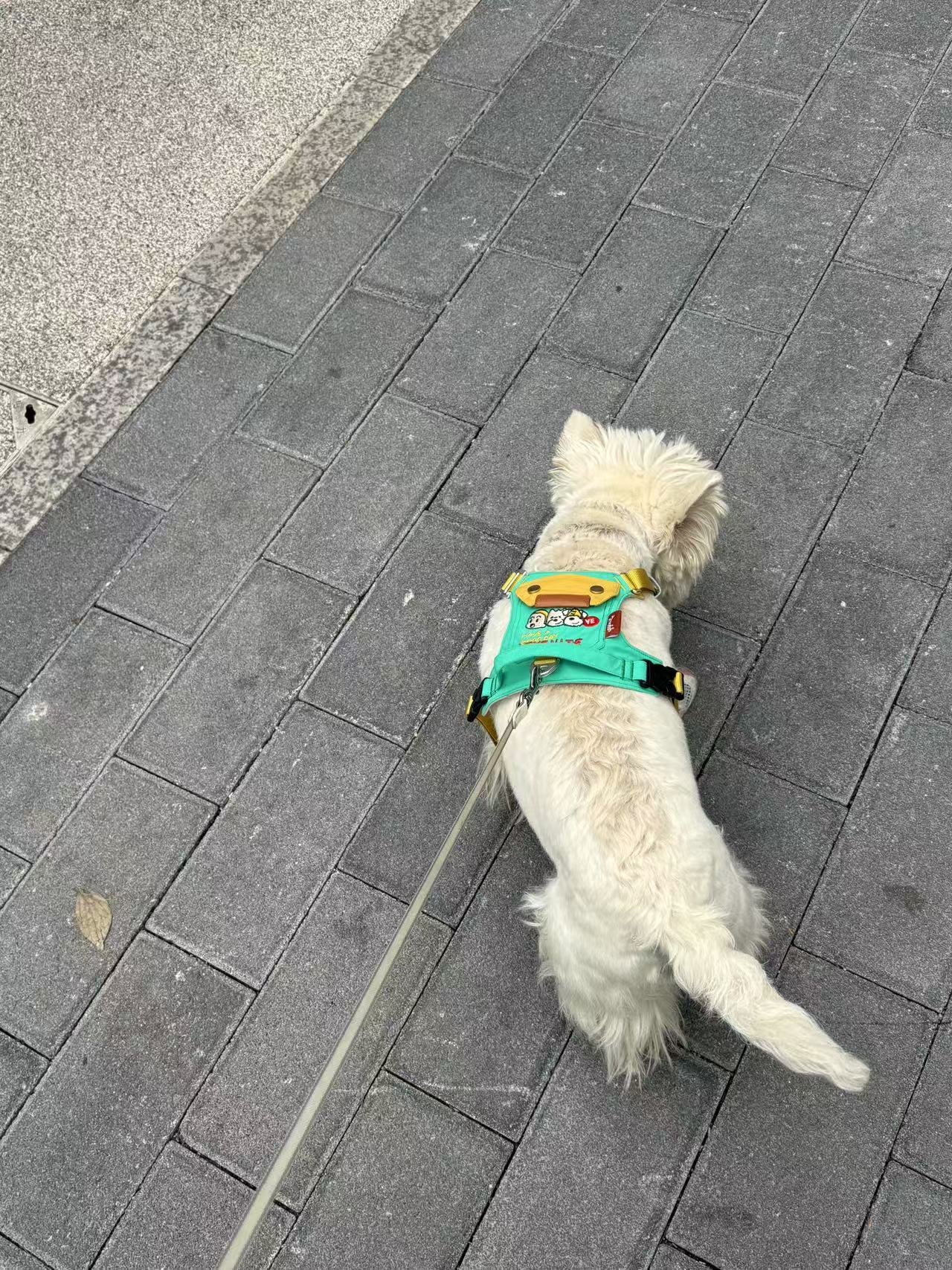 Yeyenite Dog Harness