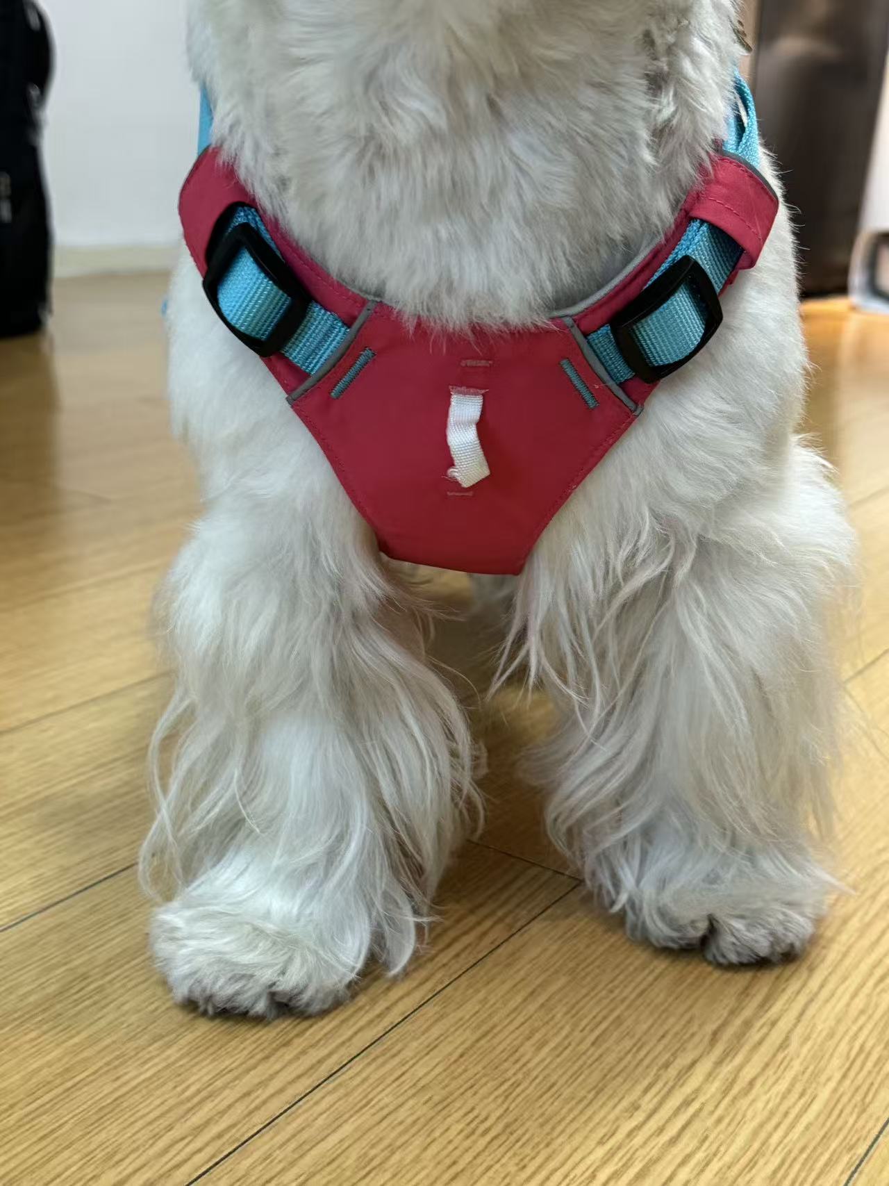 Yeyenite Dog Harness