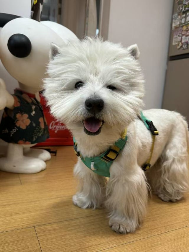 Yeyenite Dog Harness