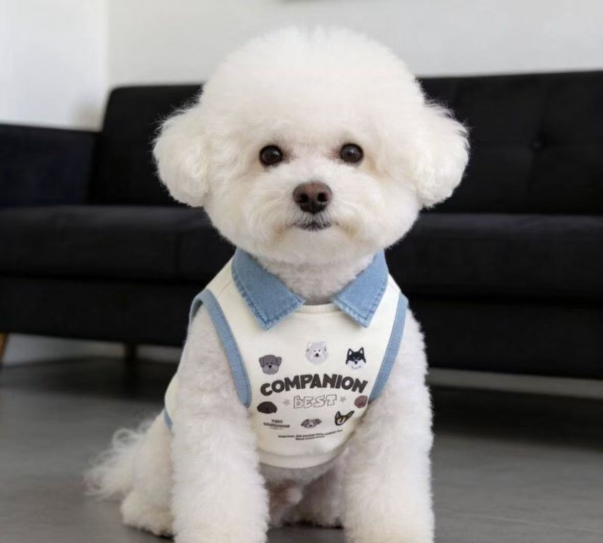 mp  pet clothes